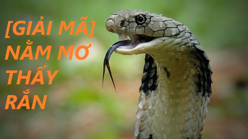 Giải mã giấc mơ thấy rắn đánh số mấy chi tiết